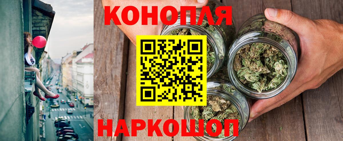 Конопля сатива Юрга